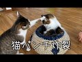 兄猫に猫パンチをクリティカルヒットさせる弟猫