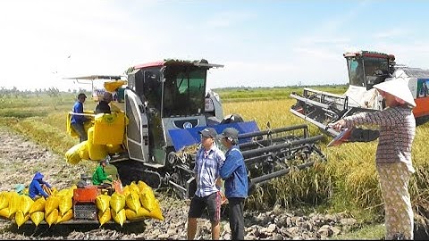 hai máy cắt 105 hai râu cắt lúa chế tê giá lúa 9600₫K đồng miệt thứ tập # maibangtv