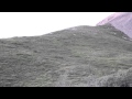 Grizzly Bear rolling down a hill at Denali National Park.