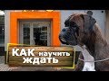 Как научить собаку ЖДАТЬ вас [около магазина]