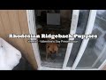 Rhodesian Ridgeback Puppies - A Puppy Valentine's Day - Week 7
