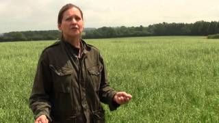 How Compost Tea Works