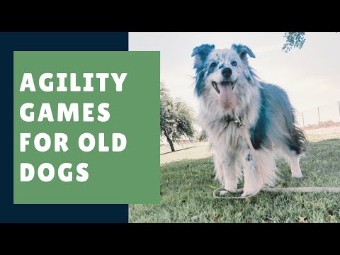 Games to Play with Your Senior Dog