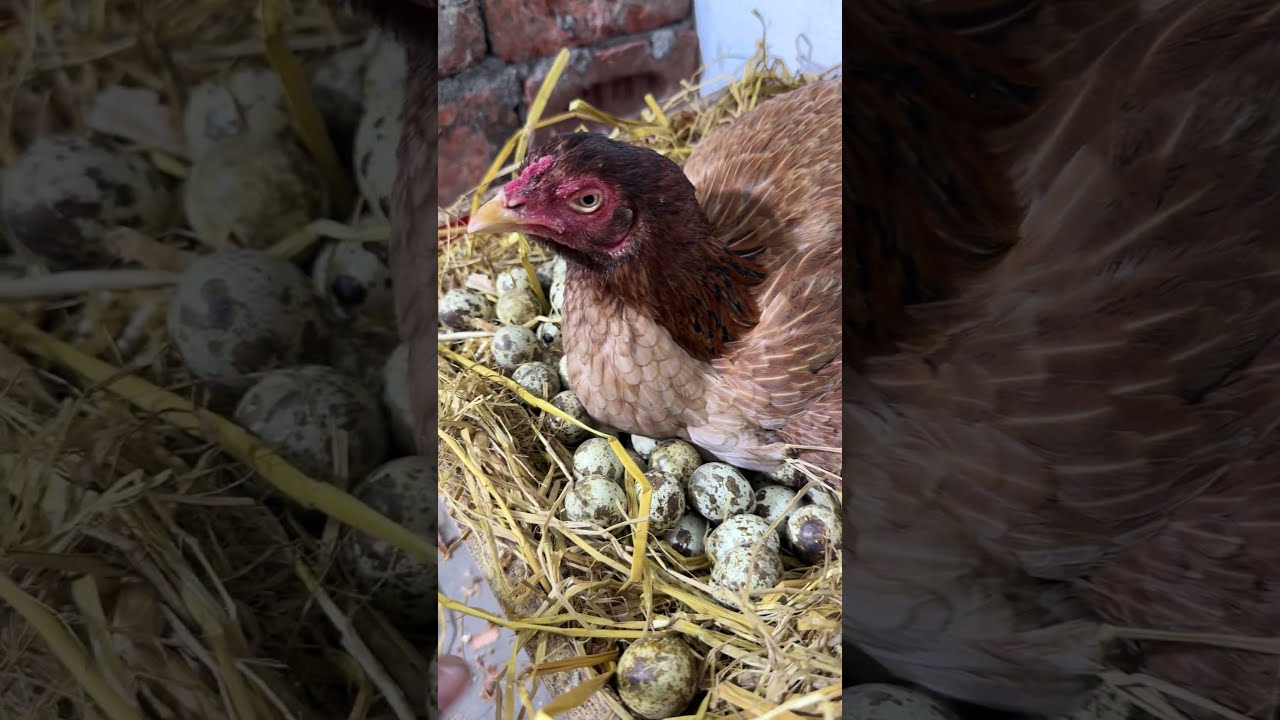 Crazy Hen Hatching MANY QUAIL EGGS