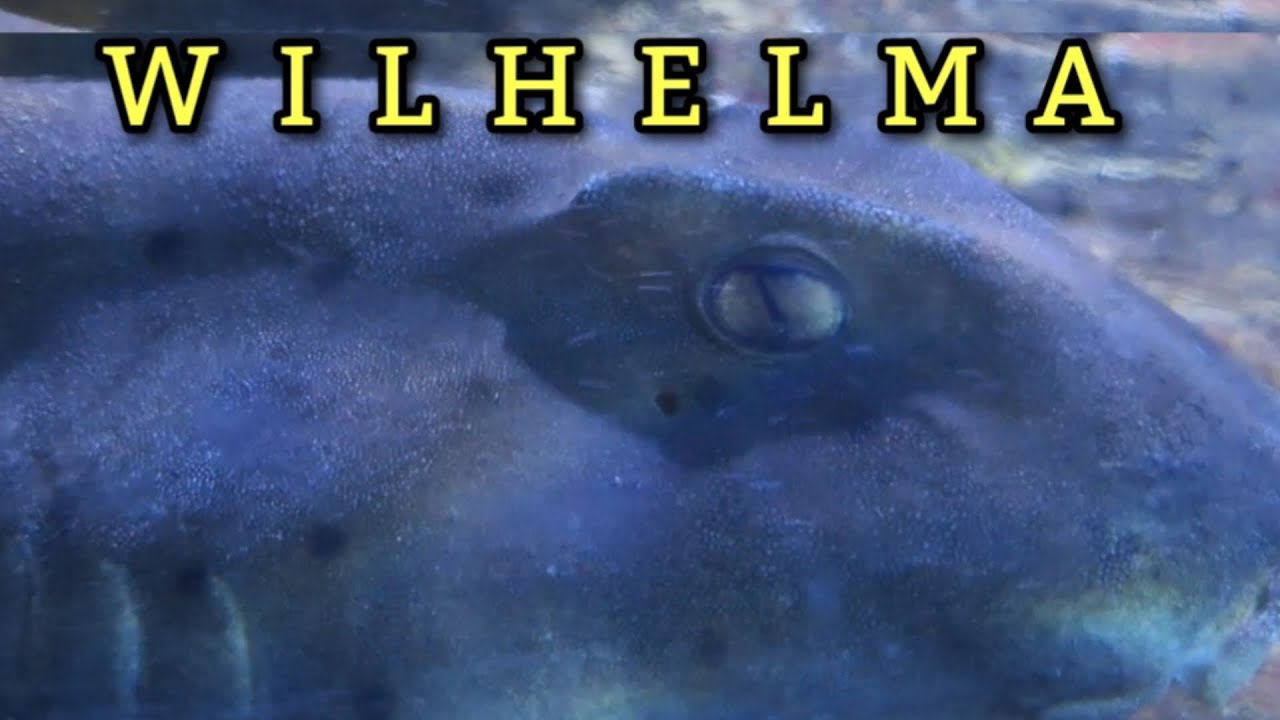 WILHELMA STUTTGART A QUITE SHARK AND FISH | Filipina-German Life! #