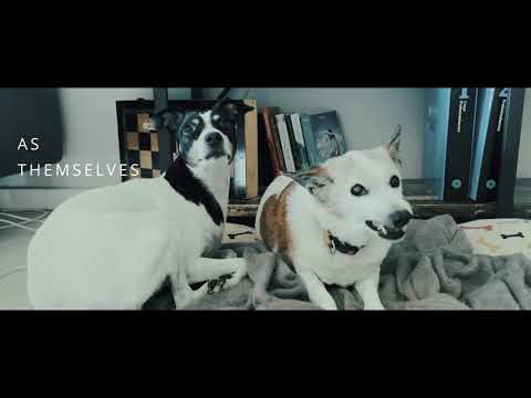 Naughty Dogs - Bodeguero and a Jack Russell terrier