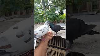 Merpati Lokal Lombok. merpayi ku#shortsvideo
