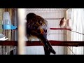 Коноплянка реполов Молодой Красношапочник goldfinch أفضل و أندر الطيور في العالم