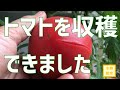 【収穫成功？】土から仕立て直した水耕栽培のトマト、収穫時期【水耕栽培講座】
