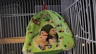 Java finches in a tent
