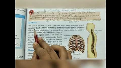 Skeletal system and nervous system, Class 5 Chapter 8 ( part 1)