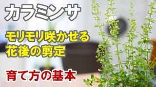 カラミンサの育て方　ミントの香りで涼しげ小花が毎年モリモリ咲いちゃう方法！　宿根草　夏
