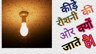 Why insects attract to light ? || कीडे रोशनी के तरफ क्यूँ आते हैं || Only Knowledge