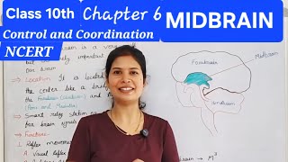 Central nervous system, Brain, Midbrain #class10th #ncert #controlandcoordination #cbse #biology