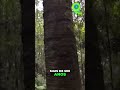 Árvore MILENAR Escondida: Trilha Secreta no Brasil! 🌳 #shorts