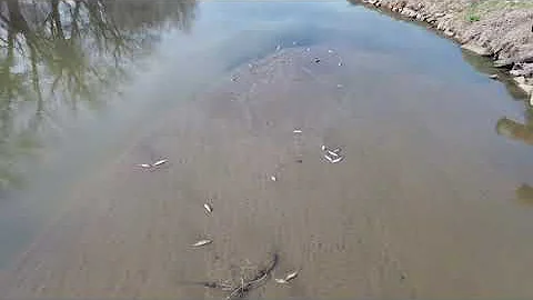 2024 fish kill on East Nishnabotna River