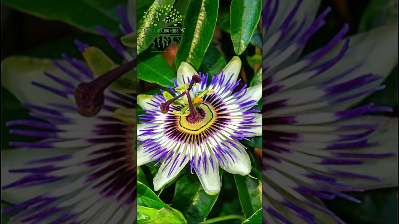 Herbs That Heal the Nervous System Part 1 