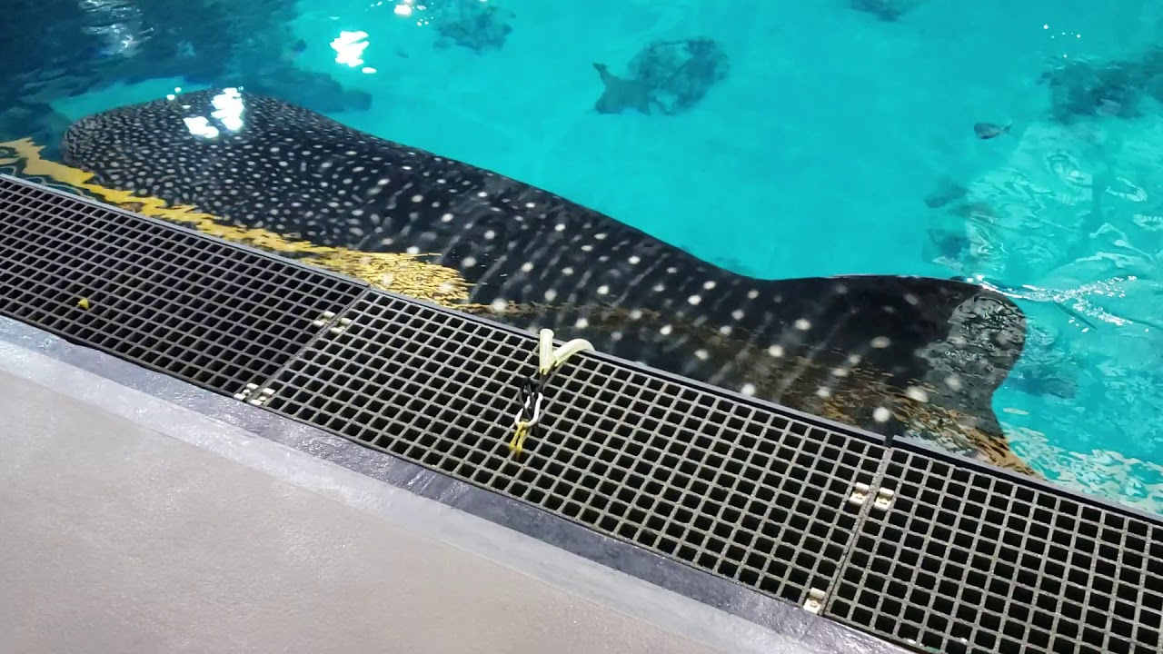 Atlanta Aquarium. Whale shark tank from above! YouTube