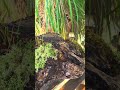 Moss, lichen orchids and hardwood.