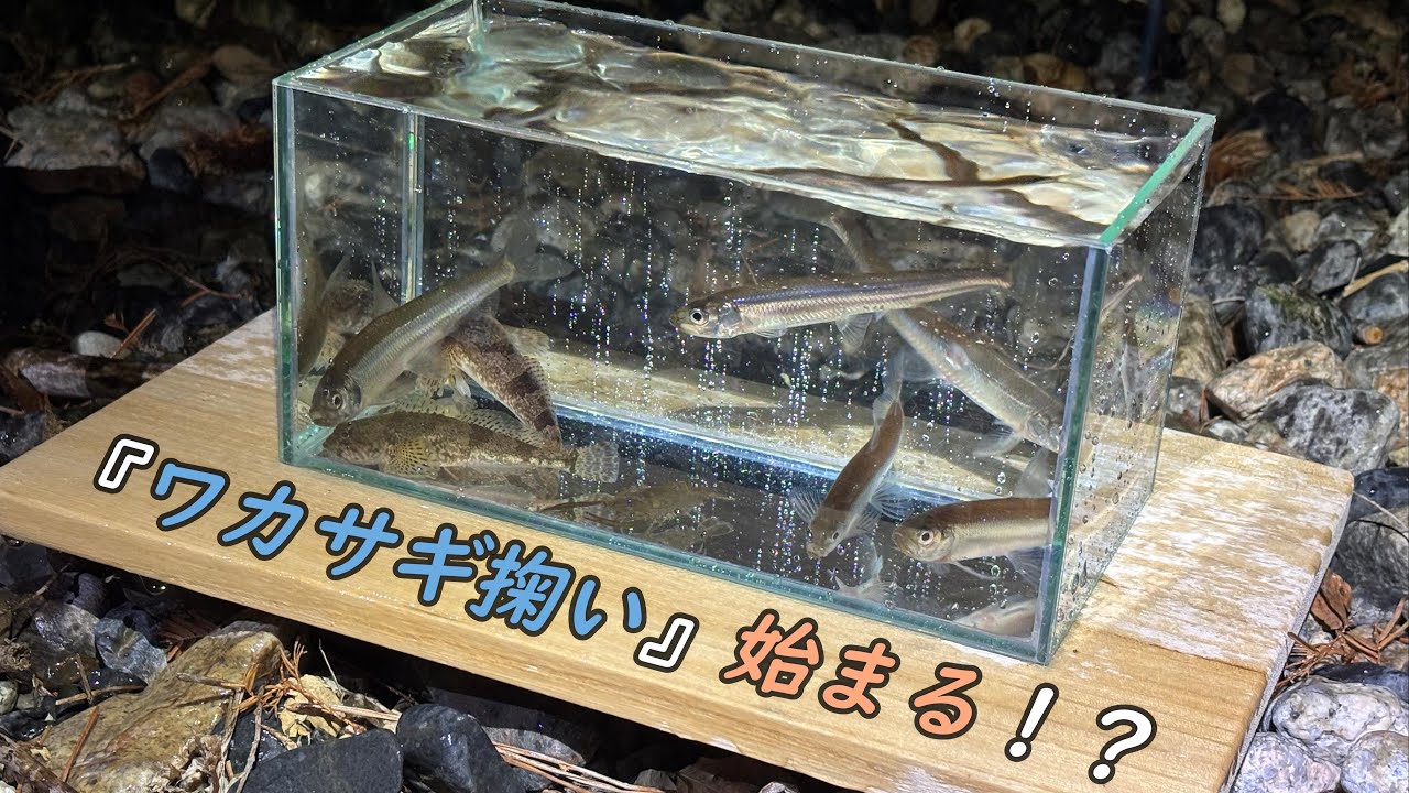 琵琶湖の『ワカサギ掬い』今シーズンはいつから？？【夜ガサVol.35】