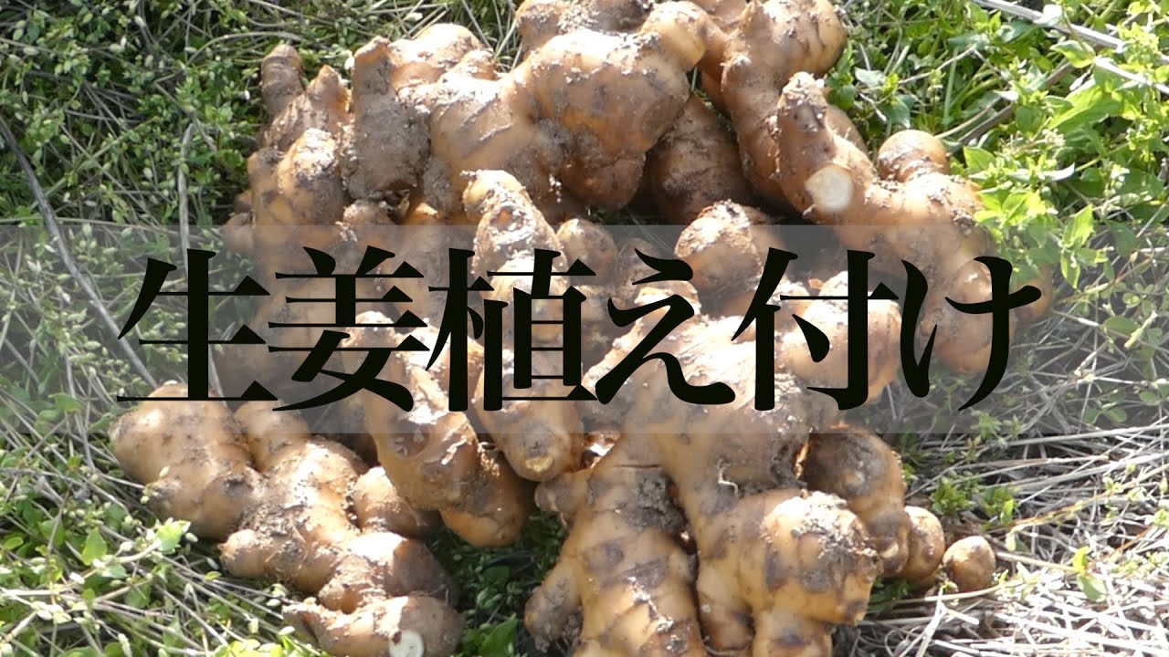 生姜の収穫と保存方法 How To Harvest And Store Ginger Youtube