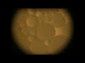 Масло Странное масло и Маргарин в горячей воде под оптическим микроскопом х45