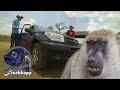 Foto Fischkopp Trailer: Angriff der Paviane im Nairobi Nationalpark