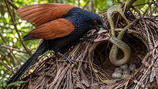 Greater Coucal Life Cycle: 4 Eggs, a Deadly Snake and the Fight to Survive