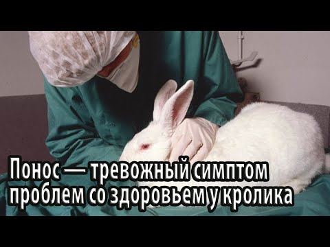 Понос — тревожный симптом проблем со здоровьем у кролика