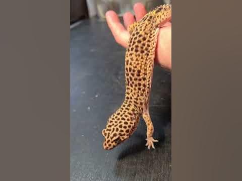 Are Leopard Geckos Really The Best Beginner Reptile? π¦#shorts - YouTube