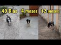 Desenvolvimento de um Border Collie (Sussena 40 dias - 1 ano)