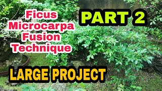 Ficus microcarpa fusion LARGE project PART 2 - bonsai trees for beginners