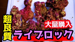 Aquarium] I bought a lot of high-quality live rock! Its filtering