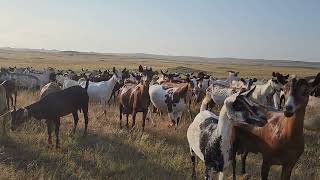 الماعز التهامي او الكحلي وتنوع ألوانه 🐐🐑🐏 One of the most beautiful sheep breeds in the world