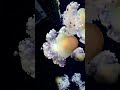 This Shouldn't Exist: The Immortal Jellyfish Story