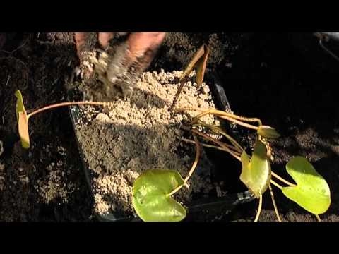 Video: Wanneer moet je waterleliebollen planten?