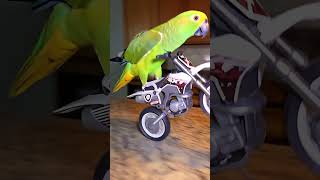 Biker Parrot #parrot #parrots #biker #bts #motorcycle #bikeride #pets #bikelife #papagaio #bikers