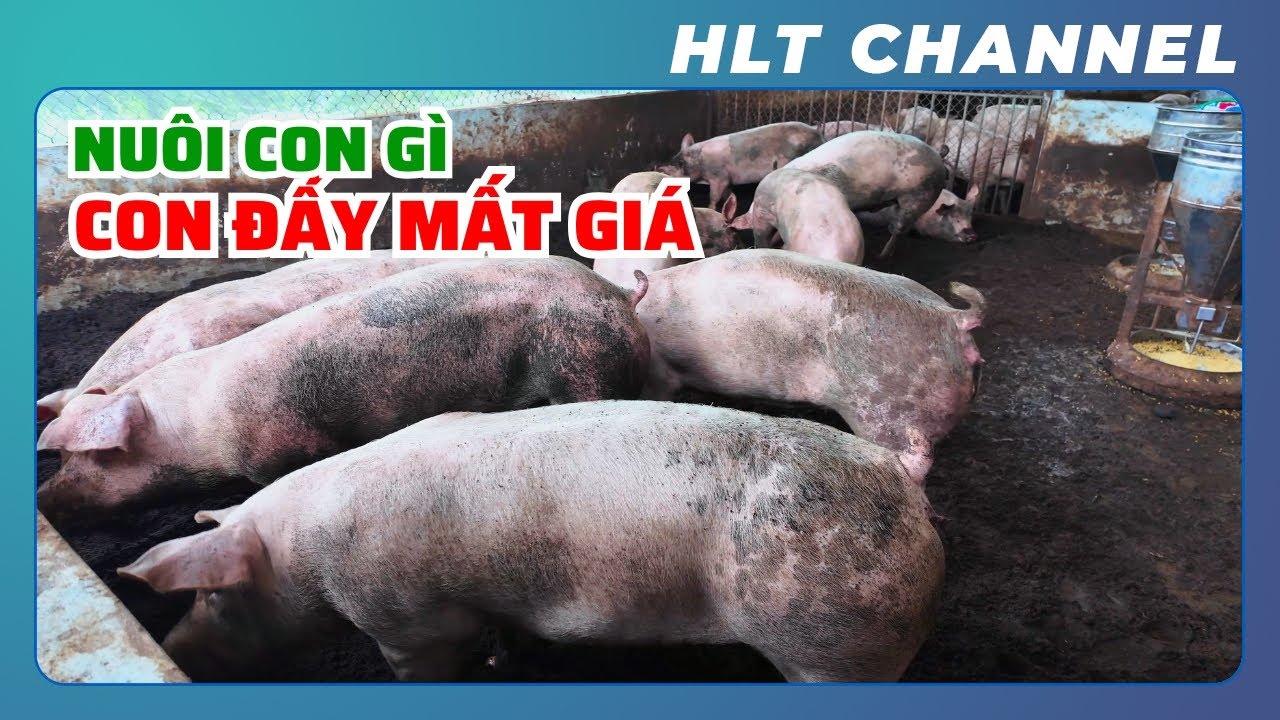 Nuôi Lợn Thì Lợn Mất Giá - Nuôi Bò Thì Bò Mất Giá? Nguyên Nhân Là Do Tôi?