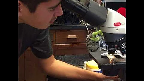 Leah LaCrosse, 2017 Shell Science Lab Challenge Di...