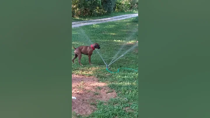 Diesel enjoying hot day in sprinkler