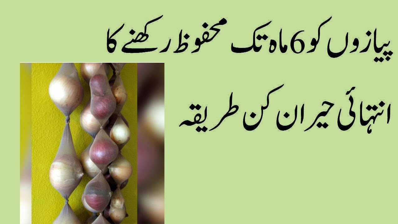 Pyaz Ko Mehfooz Karne Ka Tarika By Mega Health Tips Pyaz Ko Mehfooz Karne Ka Tarika By Mega Health Tips