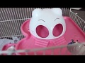 Уборка в клетке у Бусинки 2. HOW TO CLEAN A HAMSTER CAGE 2