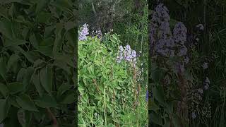 Цветущий луг на склоне у дороги.Лето началось! #nature #лесной #flowers #beautiful #природа