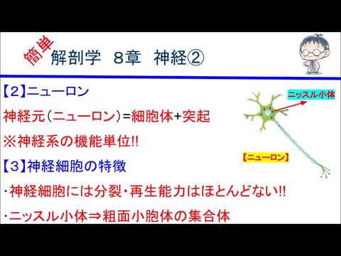 簡単解剖学　８章　神経②(ニューロン・神経細胞の特徴)