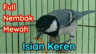 Masteran Gelatik batu gacor ngebren