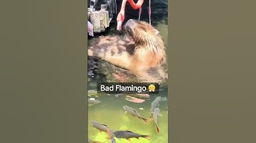 Bad Flamingo 🦩 #capybara #capy #capibara