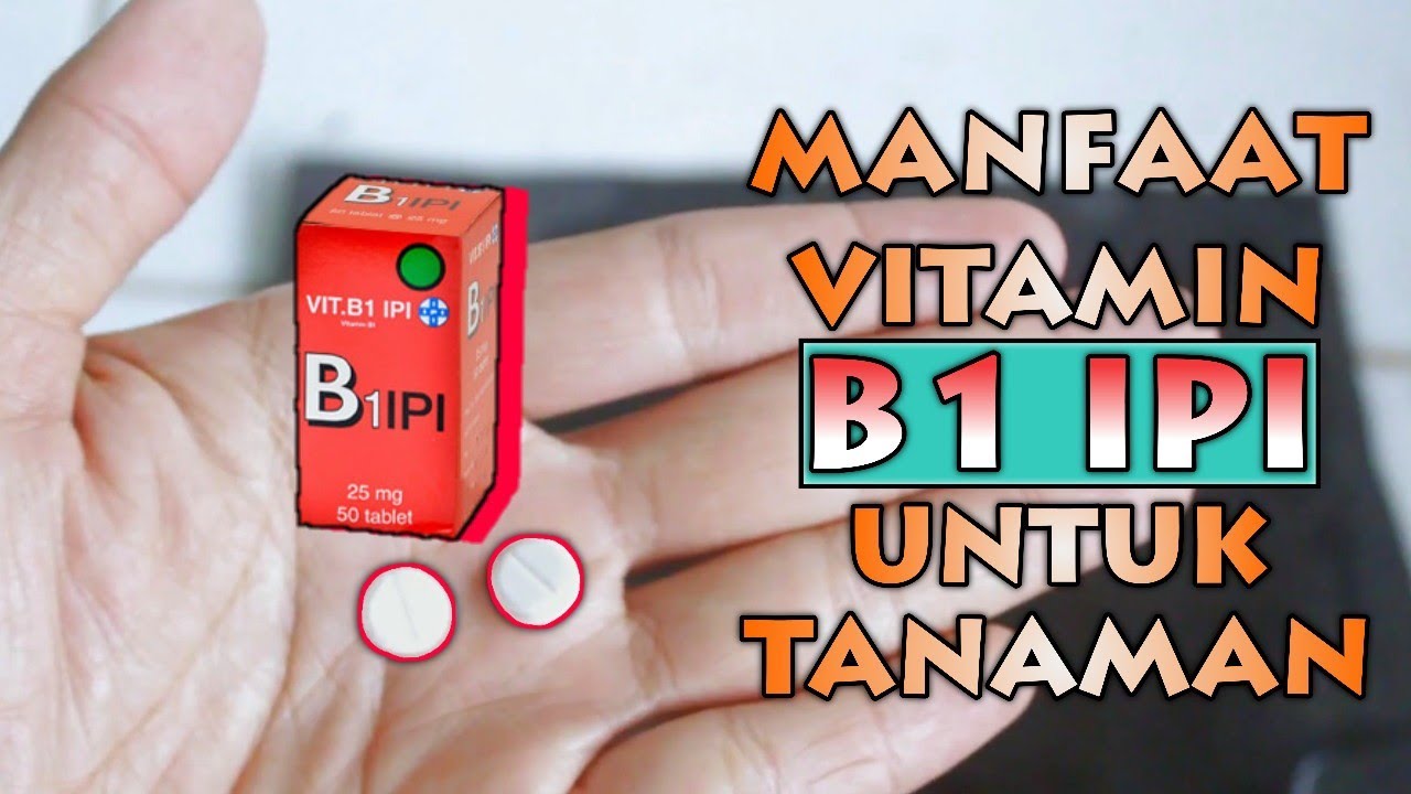 BANYAK YANG BELUM TAU! Manfaat Dahsyat Vitamin B1 IPI Untuk Tanaman
