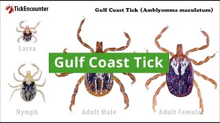 Gulf Coast Tick: How to Identify, Diseases Carried, and Where They  Are Found