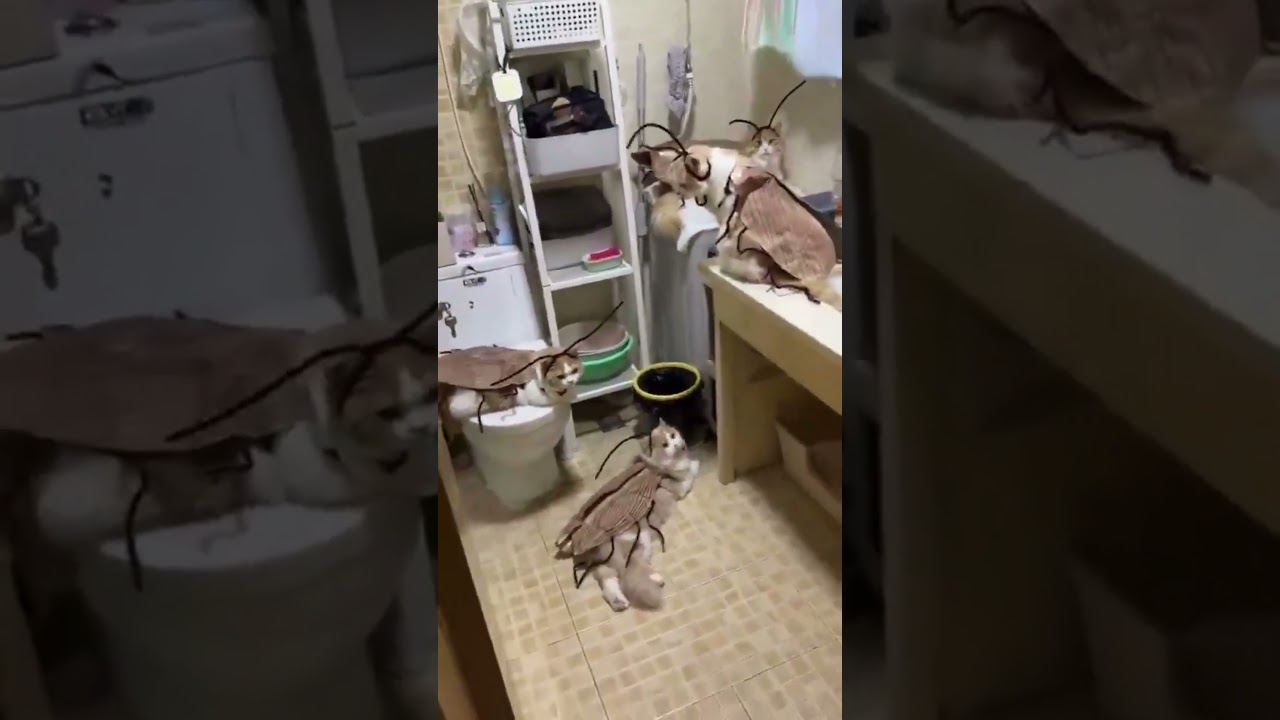 Cats Dressed as Cockroaches?! Too Realistic and Too Funny! 🐱🪳🤣