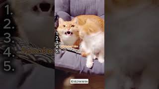 When Cats Enter Battle Mode 😼 #hilariousfails